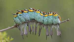 "Oruga de Plumas"